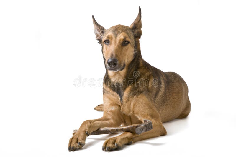 Belgian Malinois with hammer royalty free stock images