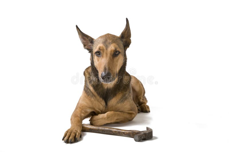 Belgian Malinois with hammer stock photography