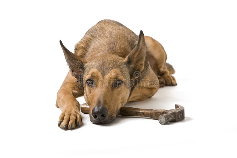Belgian Malinois with hammer stock photos