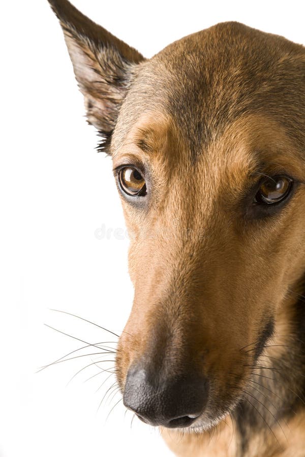 Belgian Malinois head shot royalty free stock photography