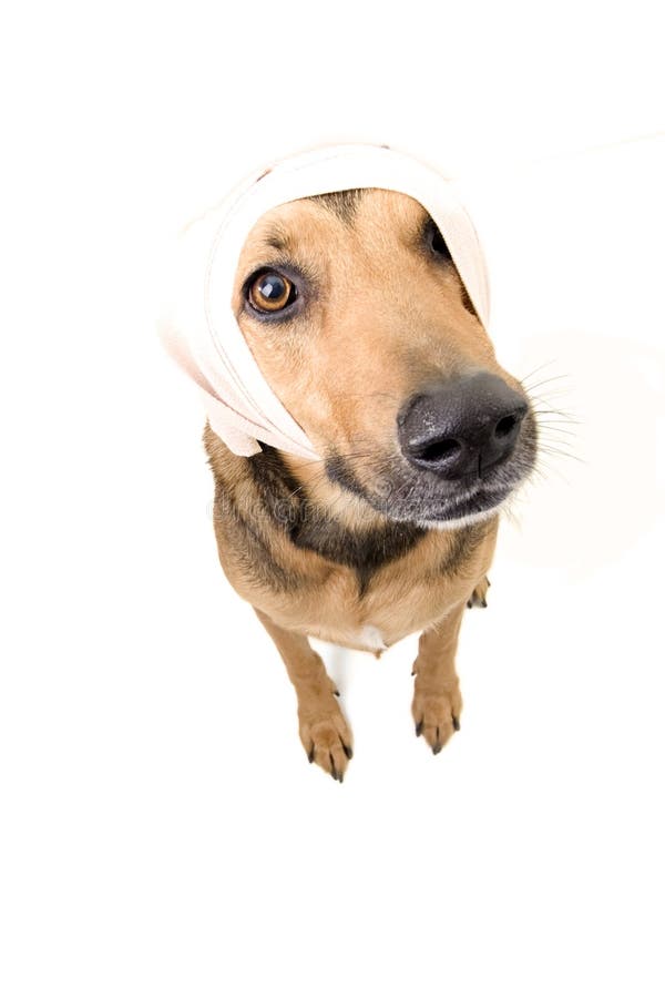 Belgian Malinois with headache stock images