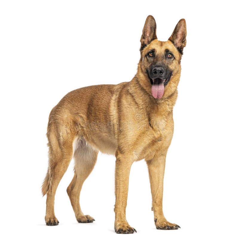 Belgian malinois shepherd dog standing and panting on white background stock photos