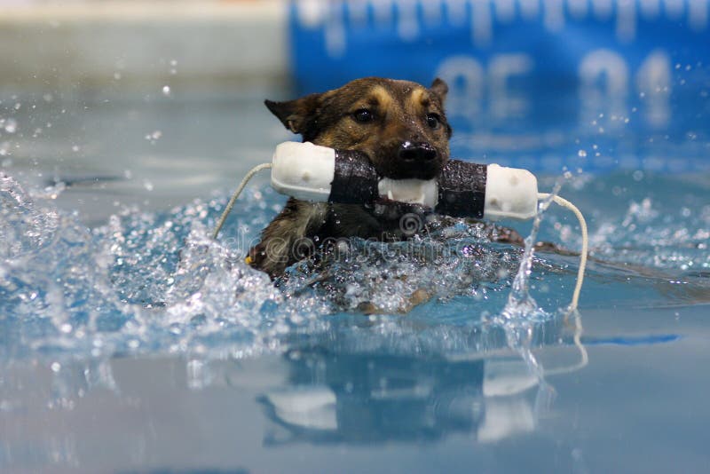 Belgian Malinois swimming with his bumper royalty free stock photo