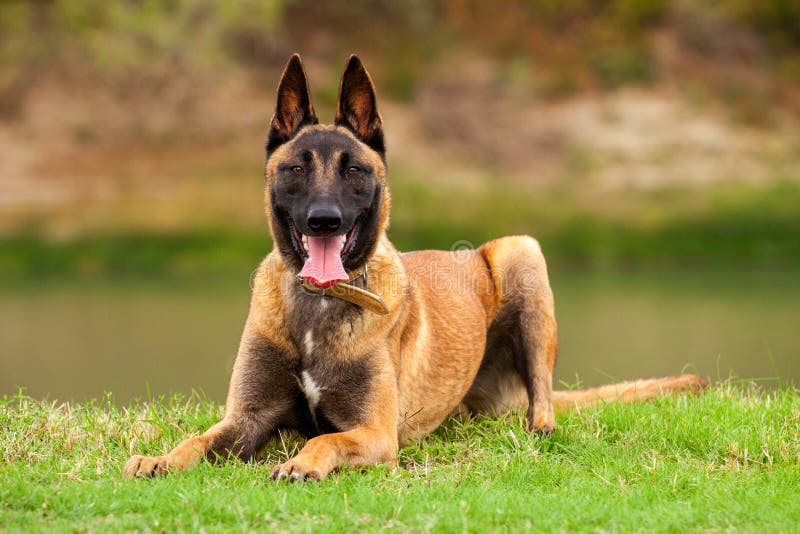 Belgian Malinois young puppy royalty free stock photos