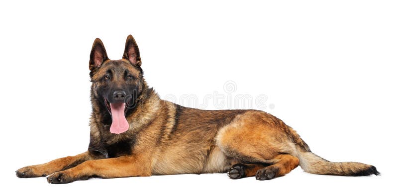 Belgian Shepherd Dog Malinois Dog On Isolated White Background Stock Image Image Of Standing Portrait Belgian Shepherd Dog Malinois Dog On Isolated White Background Stock Image Image Of Standing Portrait