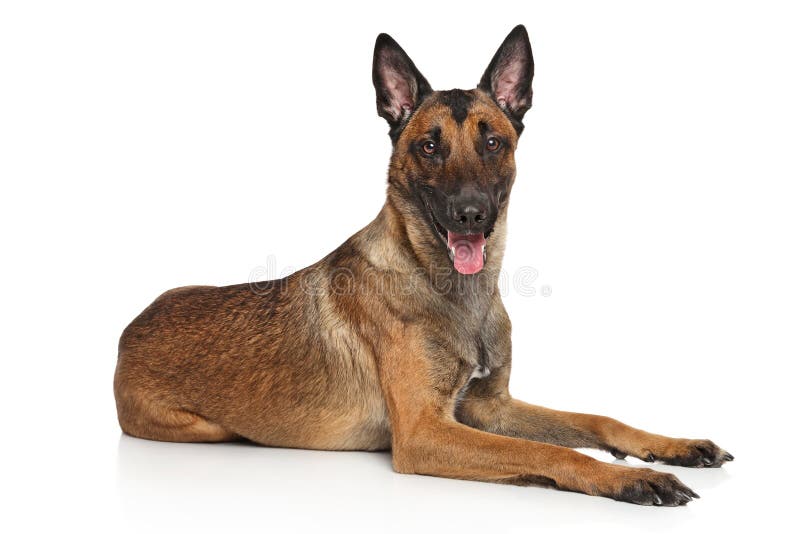 Belgian Shepherd dog Malinois stock image