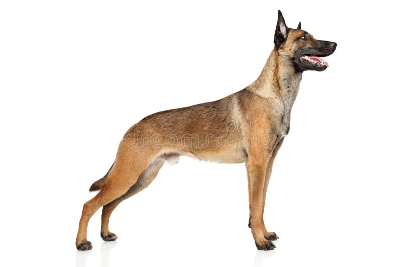 Belgian Shepherd dog Malinois stock photography