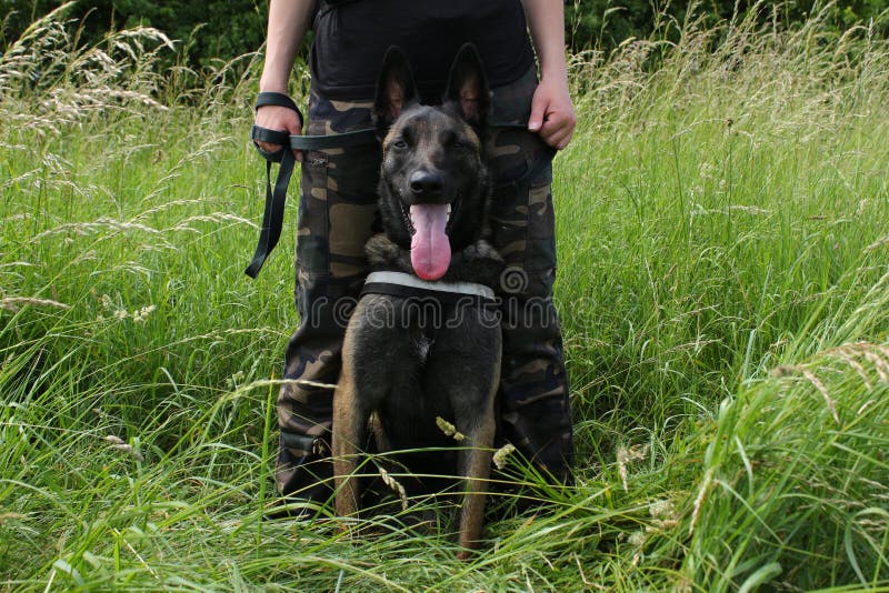 Belgian shepherd malinois attentive to the orders of his master sitting between the legs in protection royalty free stock photo
