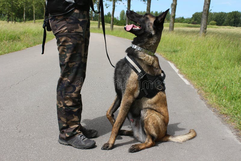 Belgian shepherd malinois attentive to the orders of his master sitting between the legs in protection stock photography