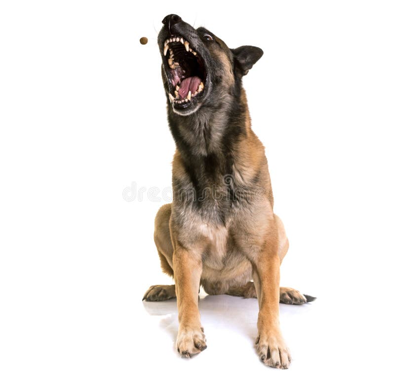 Belgian shepherd malinois stock photography