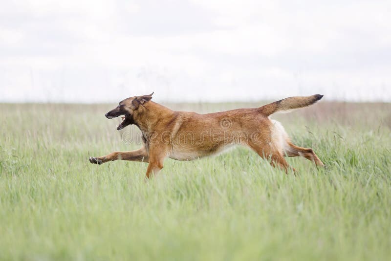 Belgian Shepherd Malinois Running on the Grass. Summertime. Happy Dog