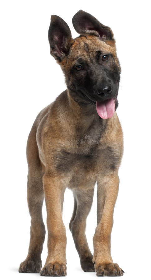 belgian malinois 2 months