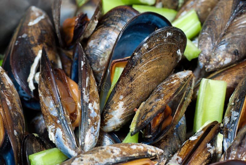 Belgian style mussels stock photo. Image of close, seafood 18060458