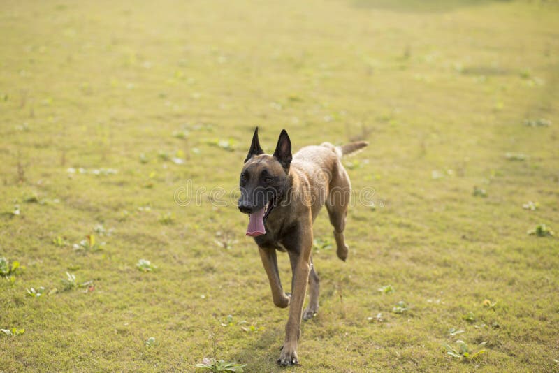 Belgien Hund Aktivitäten mit Hund in Belgien NOVASOL.de erlebe