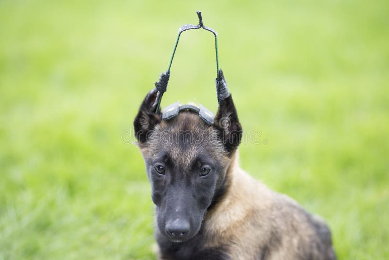 Belgien Malinu en hund arkivfoto. Bild av köra, fritid 104675428