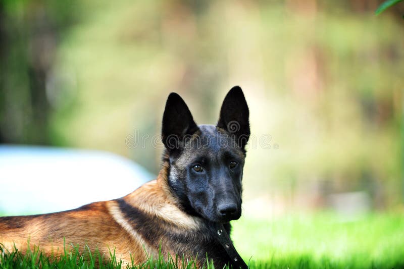Belgijscy malinois obraz stock Belgijscy malinois obraz stock