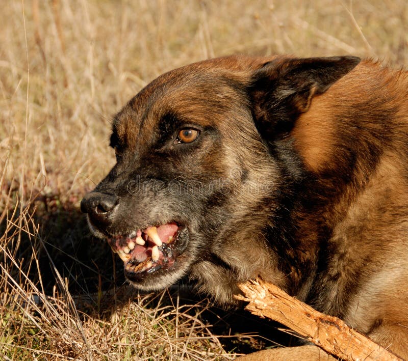 Aggressive purebred belgian shepherd malinois in a field. Aggressive purebred belgian shepherd malinois in a field