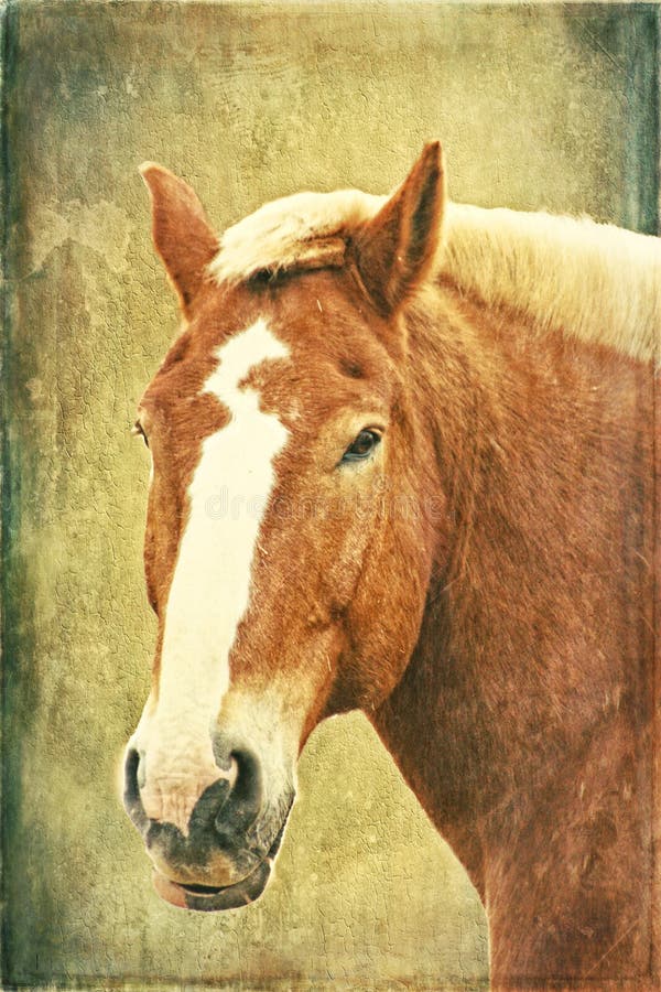 Belgisch Paard op Textuur stock illustratie Belgisch Paard op Textuur stock illustratie