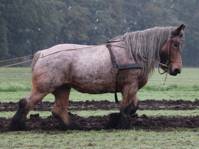 Rimpelingen Lao Consequent Belgisch trekpaard stock foto. Image of paard, belgisch - 161617824