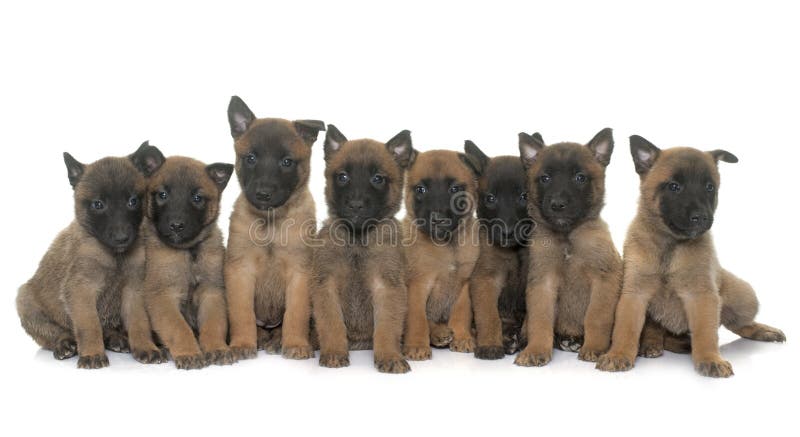 Belgiska herdemalinois för valpar arkivfoton Belgiska herdemalinois för valpar arkivfoton