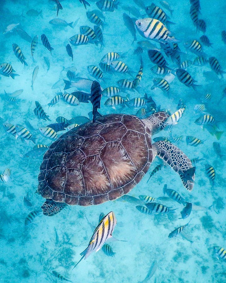 Belizean Sea Turtle