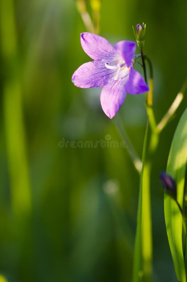 Bell Flower Picture. Image 26724485