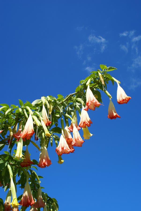 Bell flowers stock photo. Image of glory, flower, honey 8232324