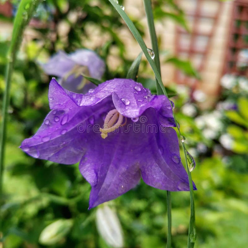 Bell flowers Morning stock image. Image of orchid, wildflower 189665793