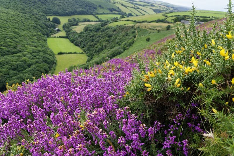 Bell Heather & Western Gorse