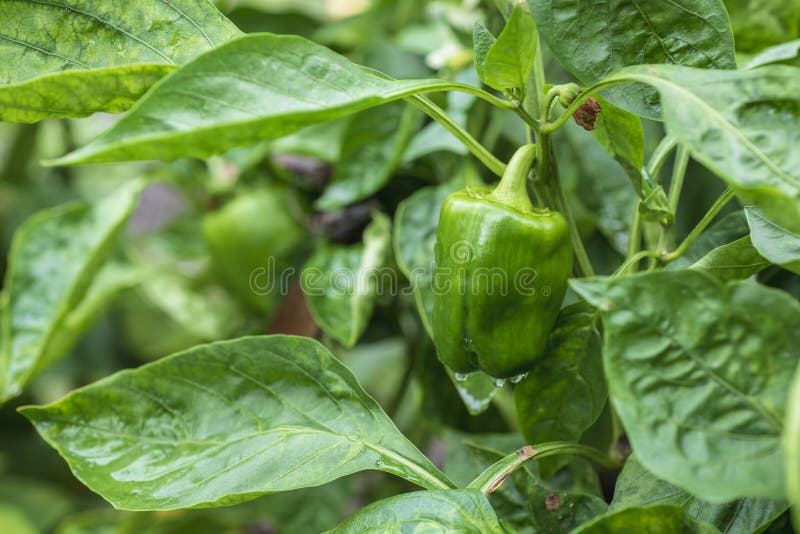 Bell pepper bush stock image. Image of focus, leaf, pepper 125793903