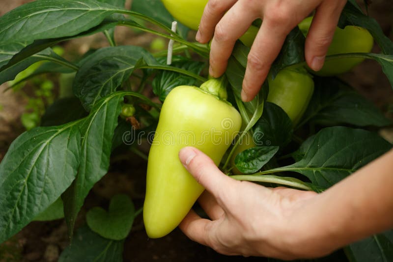 Picking Yellow Bell Peppers Stock Photo Image of organic, sweet 37785892