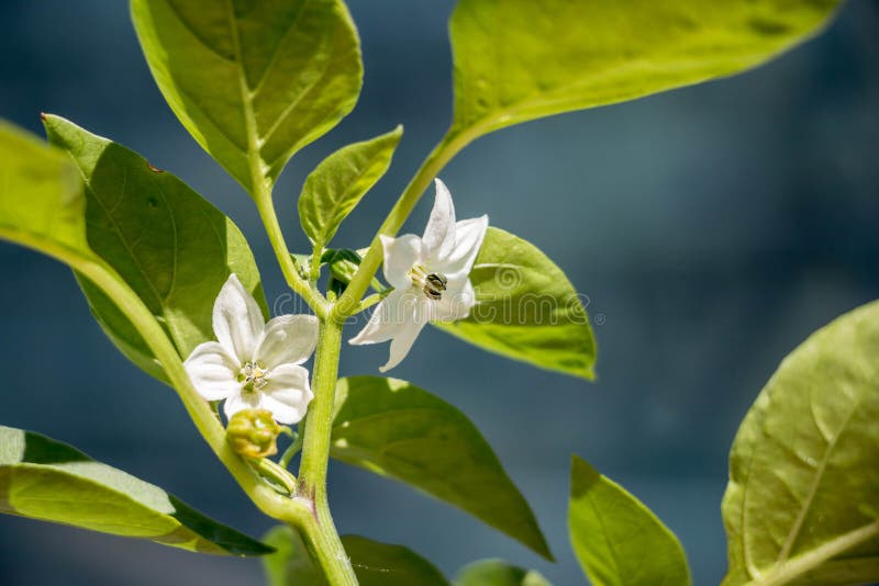 Bell Pepper Plant Flower stock photo. Image of farm, freshness 55739698