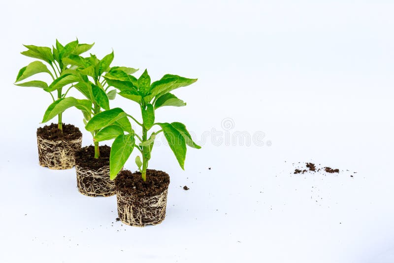 Bell pepper seedling with a well-developed root system on a white background. Root stem of pepper seedlings.