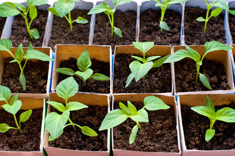 bell pepper seedlings not growing bell pepper seedlings not growing