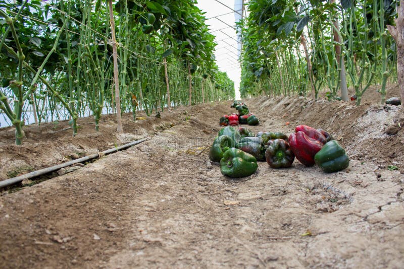 Bell pepper on the tree stock image. Image of farm, pepper 136740147