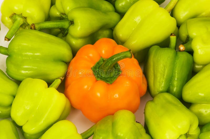 Fresh green bell pepper stock photo. Image of species, solanales 521320