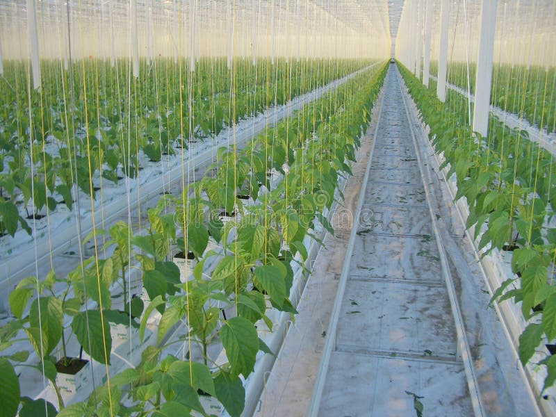 Bell Peppers in greenhouse stock image. Image of yougplant 9095729