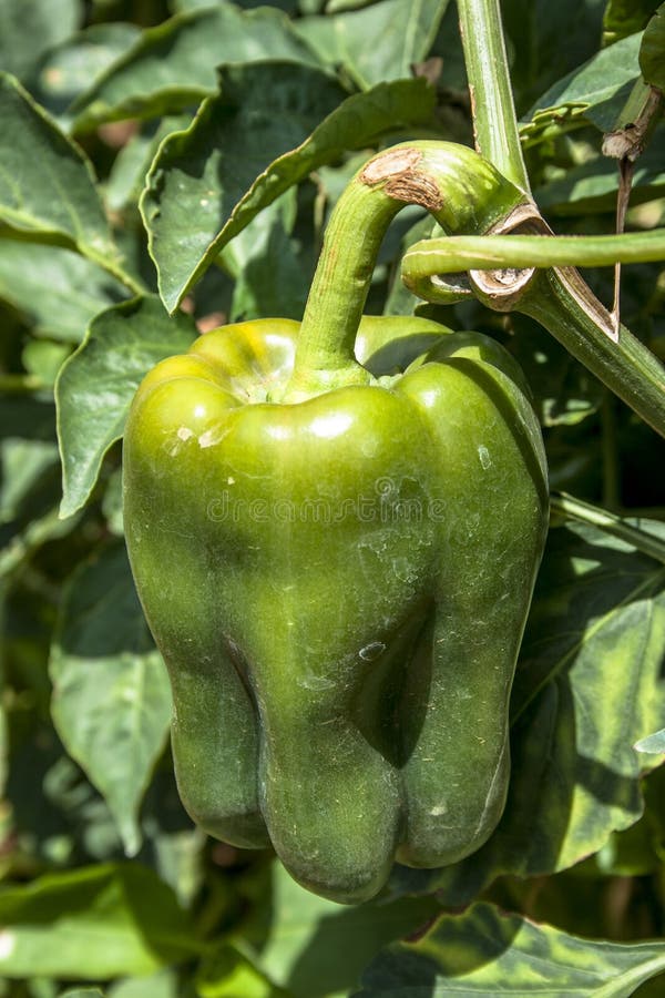 Bell peppers stock photo. Image of green, earth, leaf 91281820