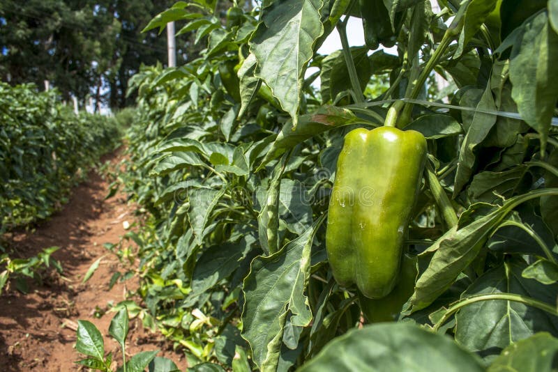 Bell peppers stock image. Image of food, business, growing 91282219