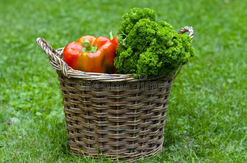 Bell peppers and parsley stock image. Image of gardening 20706969
