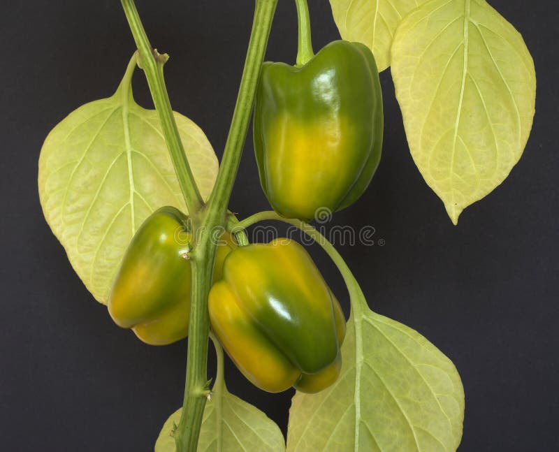 Bell peppers ripening