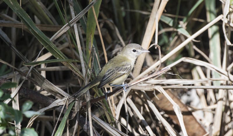 A Bell`s Vireo Vireo bellii Perched on a Branch in Dense Brush