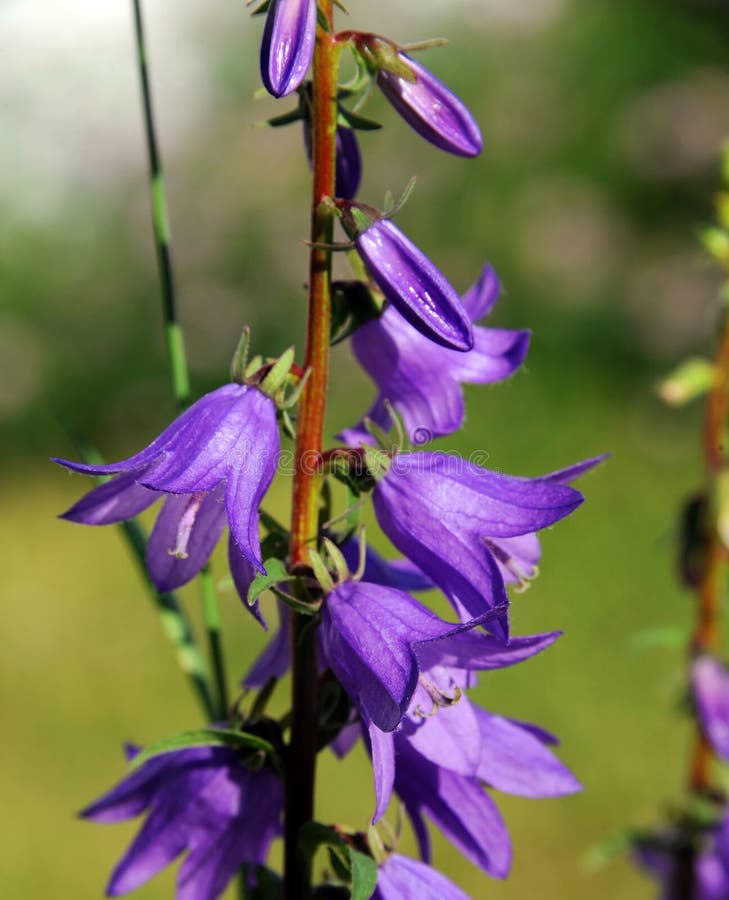 List 101+ Images purple bell shaped flowers on long stems Sharp