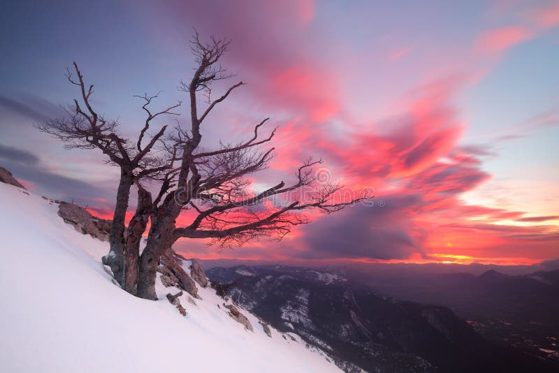 Bella alba sopra un albero isolato nella neve fotografie stock libere da diritti Bella alba sopra un albero isolato nella neve fotografie stock libere da diritti