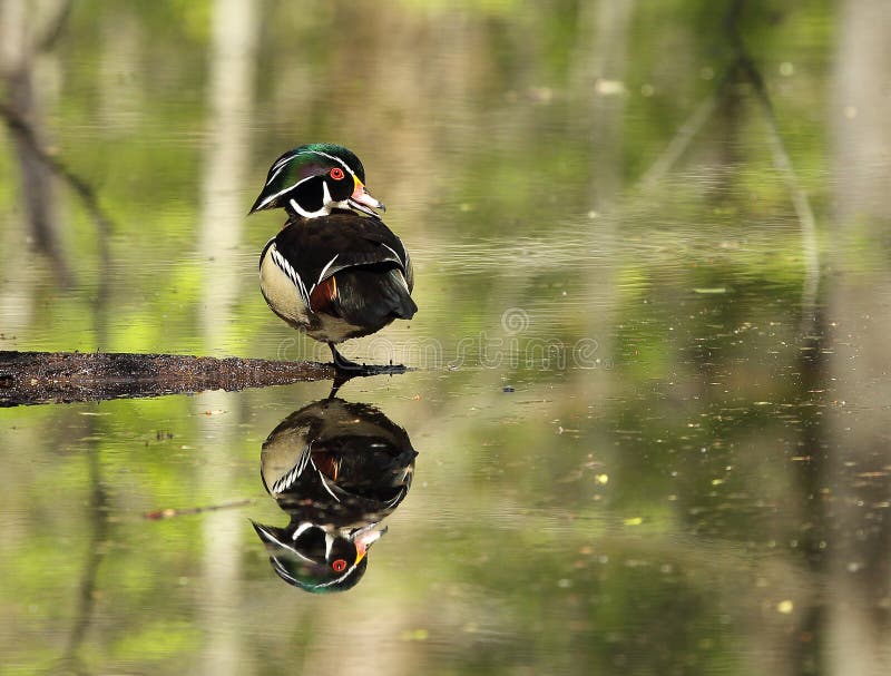 Bella anatra di legno maschio fotografia stock