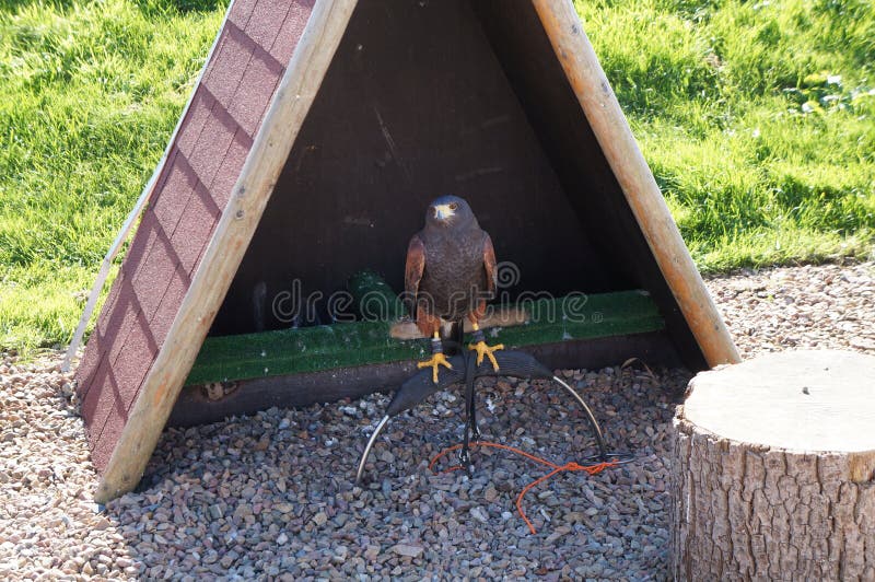 Bella aquila in Muiderslot fotografia stock