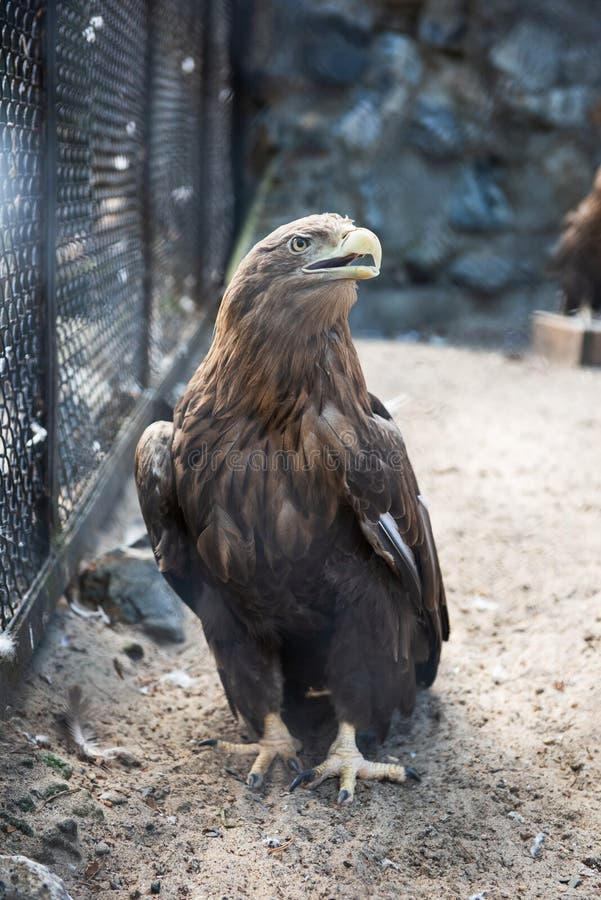 Bella aquila seduta fotografie stock