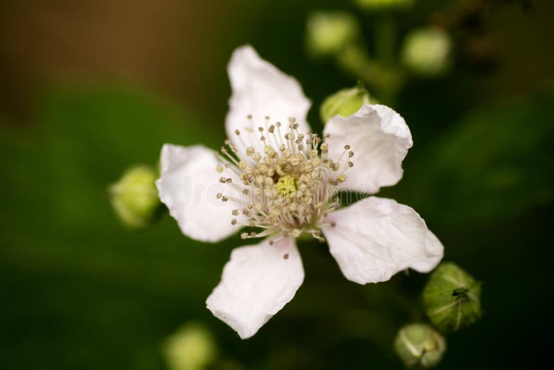 Bella arte macra del fondo de la familia del Rosaceae de los occidentalis del Rubus de la flor en los productos de alta calidad d fotos de archivo Bella arte macra del fondo de la familia del Rosaceae de los occidentalis del Rubus de la flor en los productos de alta calidad d fotos de archivo