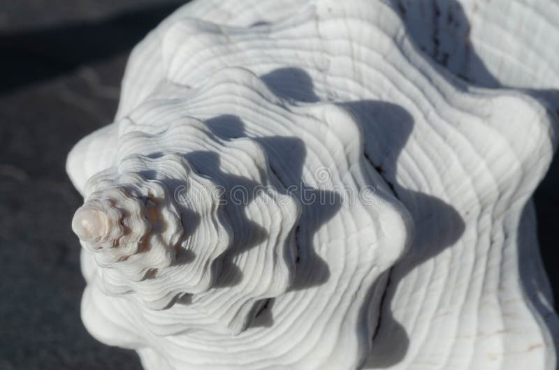 Conchiglie Spirale Conchiglia Shell Conchiglie Ovale Perline Ovali Conc