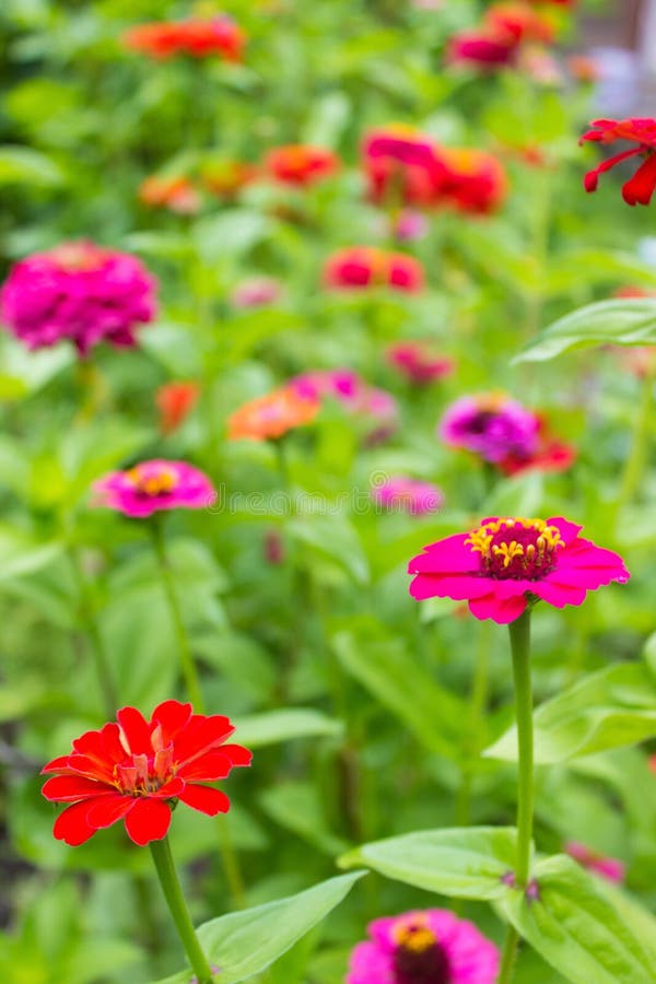 Bella crescita di fiori selvaggi variopinta nel prato nel giorno di estate soleggiato fotografie stock Bella crescita di fiori selvaggi variopinta nel prato nel giorno di estate soleggiato fotografie stock
